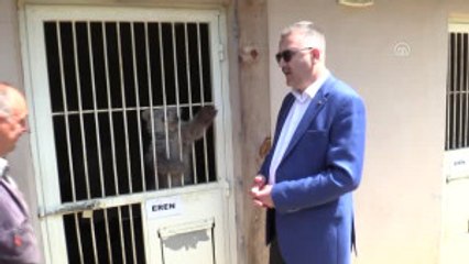 Yolda Bulunan Ayı Yavrusu