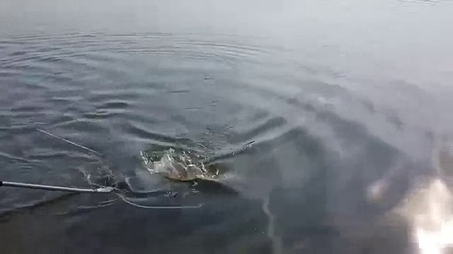 Balık Nasıl Avlanır??? Aynalı Sazan Avı