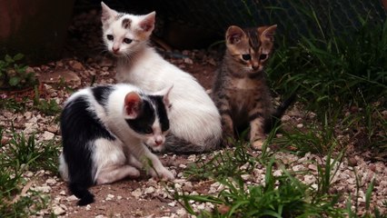Chats cherchant à faire des bêtises