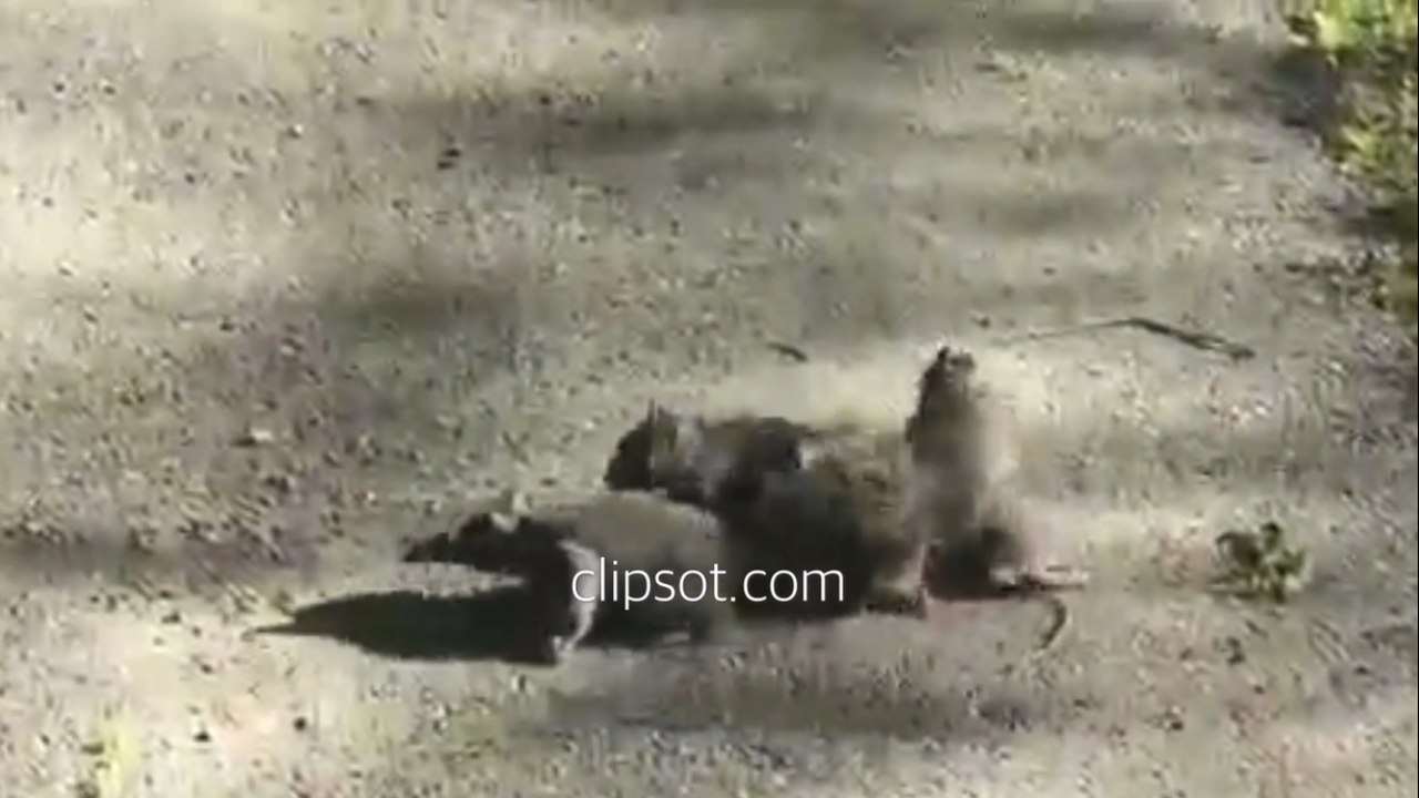 4 squirrels are tied together - 4つのリスがつながっている - चार गिलहरी एक साथ बंधे हैं