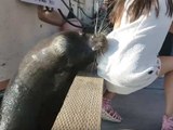 Sea Lion Drags Girl Into Water In Richmond