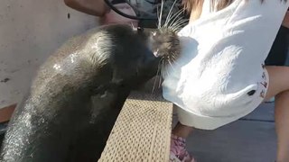 Sea Lion Drags Girl Into Water In Richmond