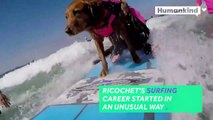 This surfing dog helps veterans and children heal-