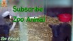 Sheep and lambs haouse on farm - Farm animals video for Kids - Animais TV