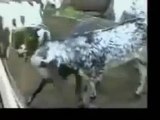 funny videos 2015 ny Bakra Animals Video - Punjabi Dubbing Video 2017