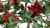 Purple sunbird (Cinnyris asiaticus)