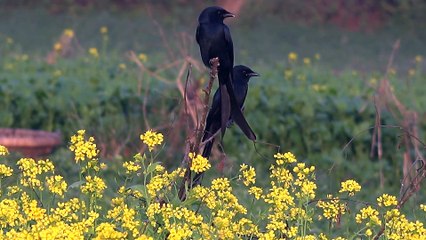 Natural Beauty Of Bangladesh