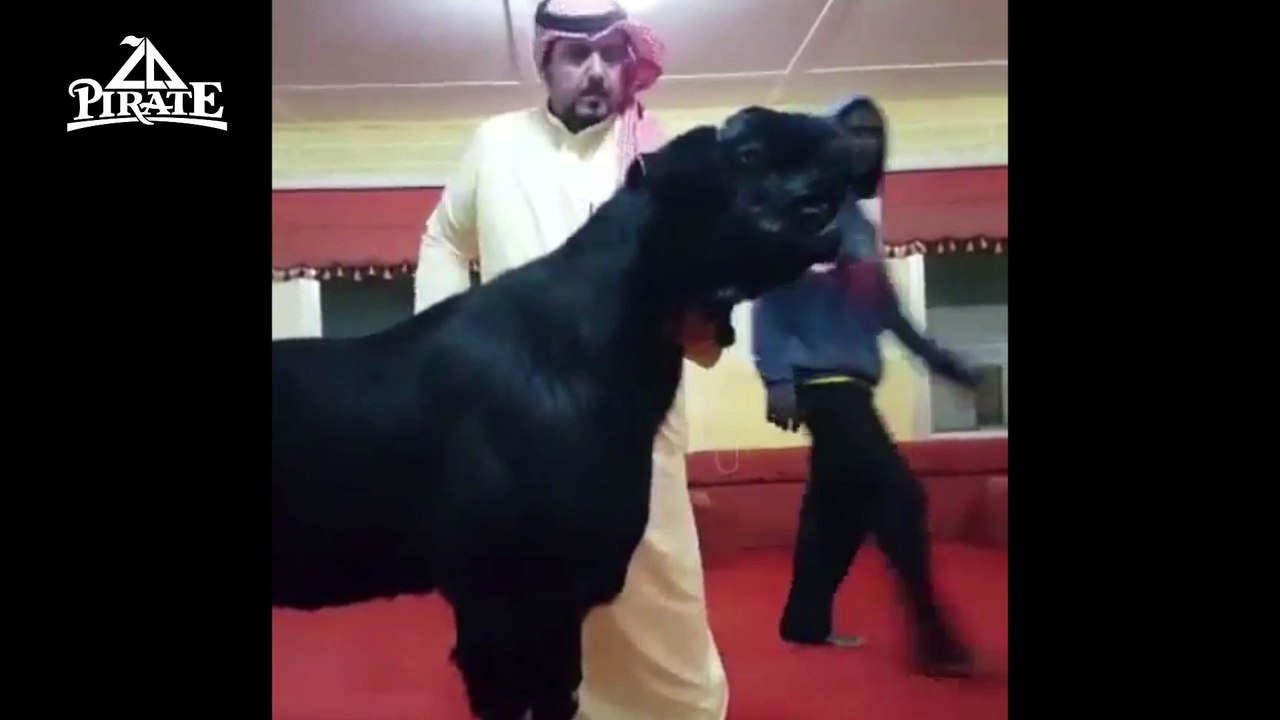 Mais quel est cet animal ?