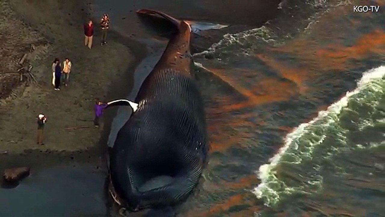 GIGANTIC dead blue whale washes up on Agate Beach, California