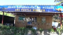 Deniz Kaplumbağaları Müzede Tanıtılıyor