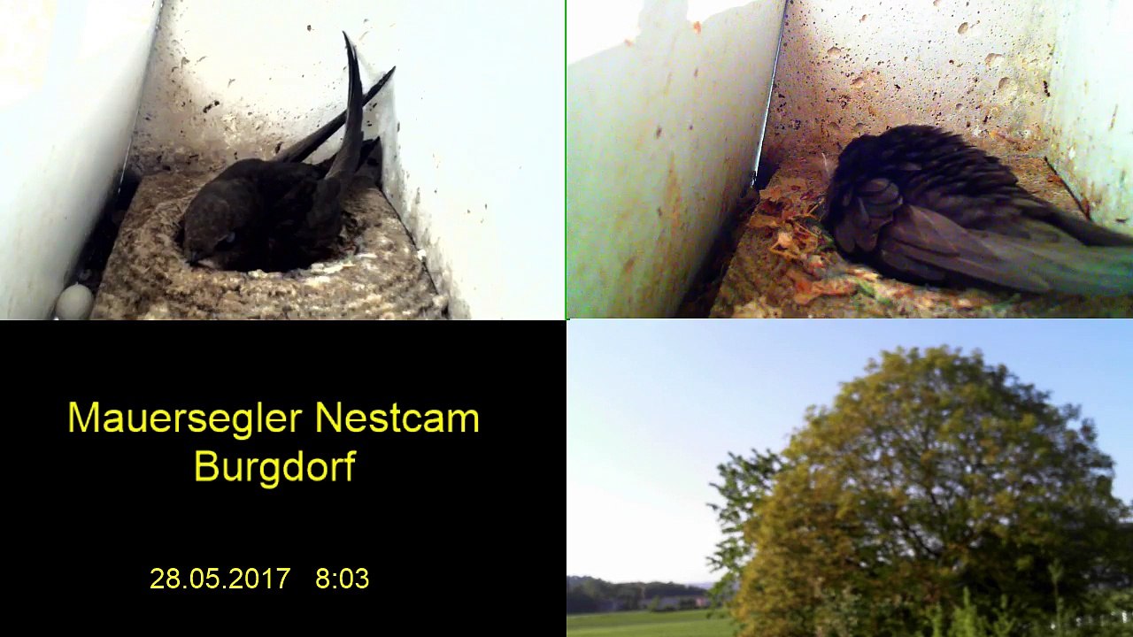 Mauersegler Nestcam 2017 - 28. Mai 8:01