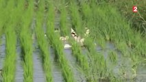 Agriculture - des canards pour remplacer les pesticides-zv2yojSxFQc
