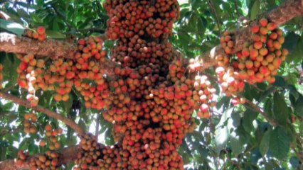 BÌNH DƯƠNG YÊU THƯƠNG by Trầm Thiên Thu