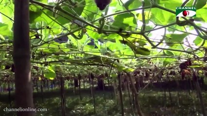 ত্রিশ বিঘা জমিতে লাউ চাষ করছেন শিক্ষিত তরুণ বাবুল আহমদ