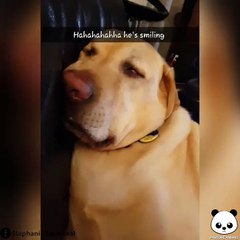 Quand ton chien te sourit au réveil... Adorable