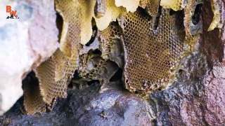 Is KILLER BEE Honey Dangerous
