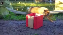 Les animaux fêtent Noël au Zoo de Vincennes-QIpySVS9hhE