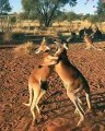 Combat de Kickboxing entre 2 kangourous !