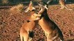 Combat de Kickboxing entre 2 kangourous !