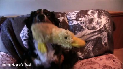 Bernese Mountain Dog Plays with Duck-dxzhxFu3EF0
