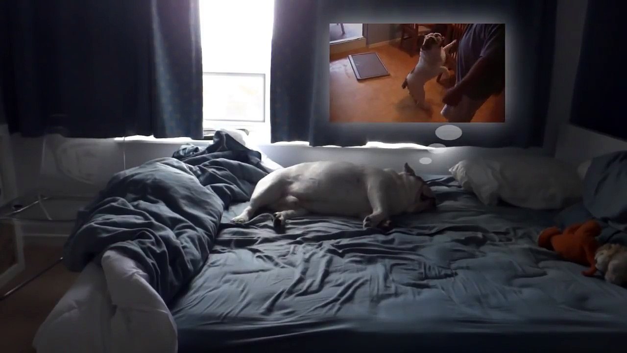 Ce bulldog squatte le lit de ses maîtres !
