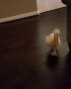 Ce bébé canard de compagnie te suit partout !! TROP MIGNON