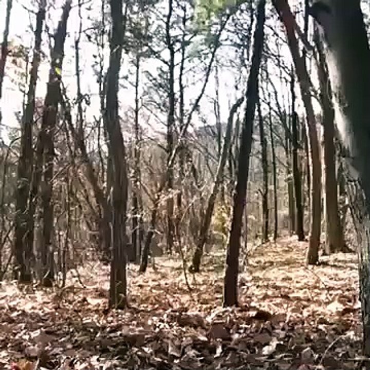 Gespenst im Wald  ! FSK 16 !