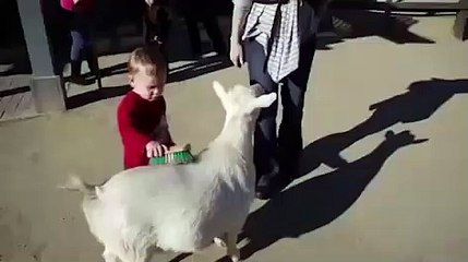 Un enfant effrayé par un pet d'une chèvre