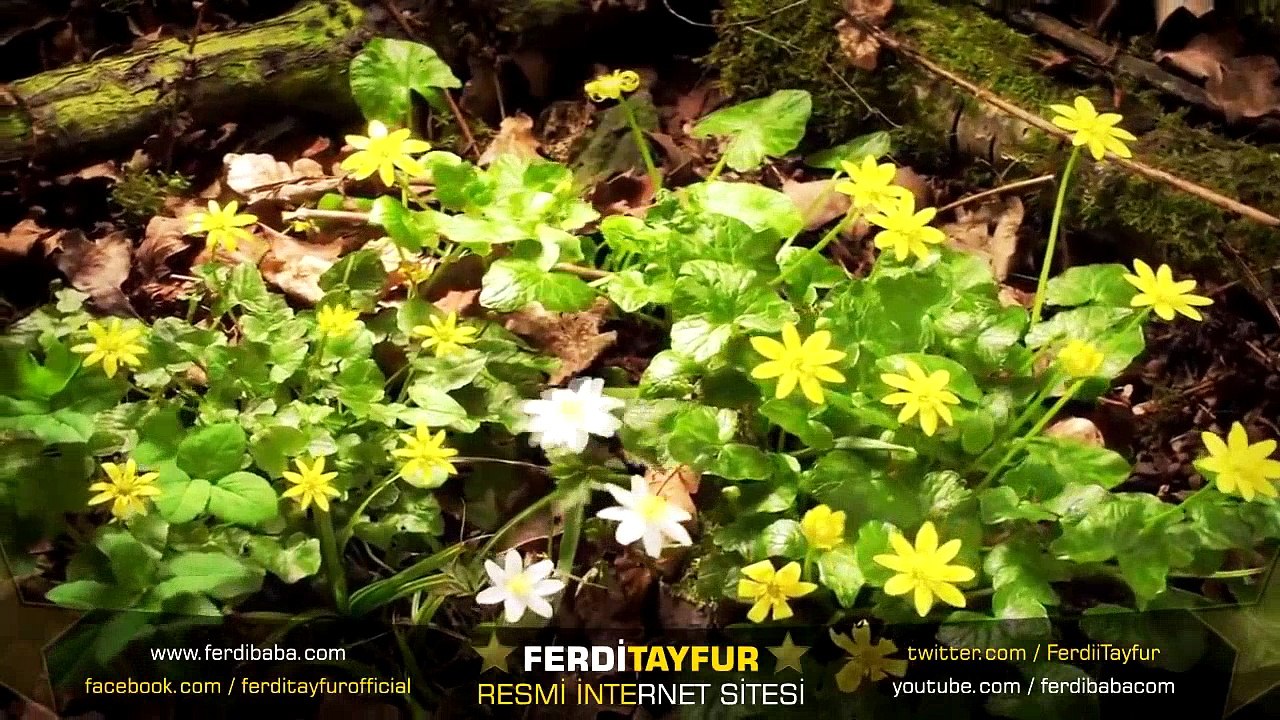 Ferdi Tayfur - Ay Doğdu Üzerimize - Taleal Bedru (İlahi) - www.ferdibaba.com