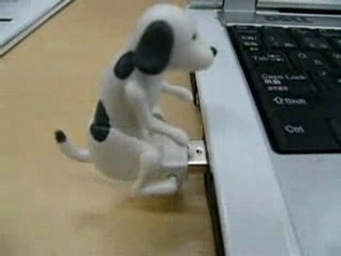 HUMPING DOG CHIEN USB