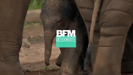 Cet éléphanteau est le nouveau pensionnaire du zoo de Sydney