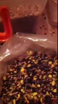 الاغذية الصحية المفيدة لطائر الحسون