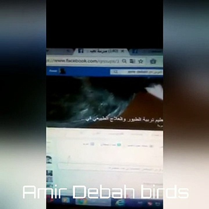 الحسون ذكر او انثى في عامه الاول داخل القفص يمكنه الزواج