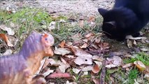 Lovely Cat vs Dinosaur. Cats meet Jurrasic Park Dinosaurs playing Kids Fun Tv.