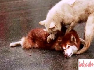 A dog trying to turn a friend who died in the accident