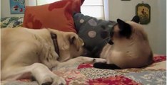 ★►Dog and Cat fight ★► Funny Cat Fight Video - funny cats funny cat videos best funny videos 2017 funny videos ★★