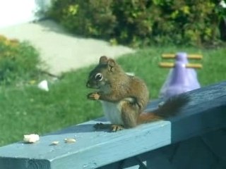Écureuil roux d'amérieque
