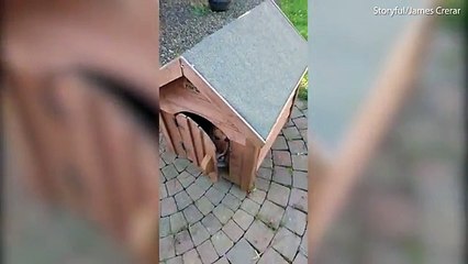 Little dog is VERY protective of his doghouse