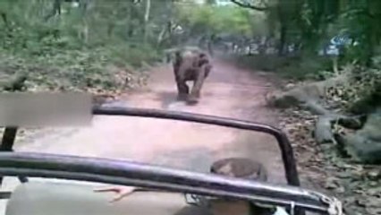Hindistan'da Öfkeli Fil Safari Aracını Kovaladı