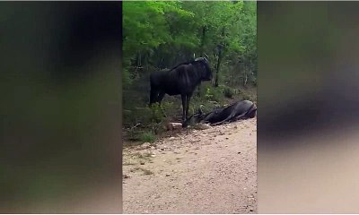 Wildebeest Fakes Death To Survive