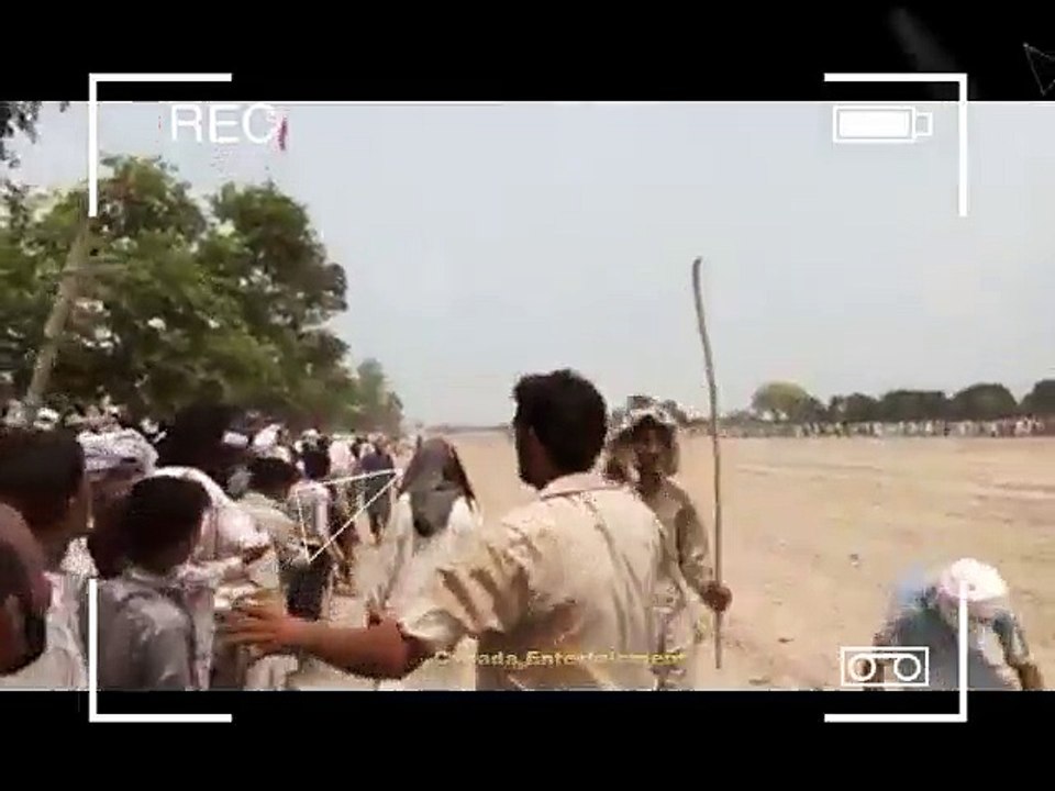 Bull Race Alaaa