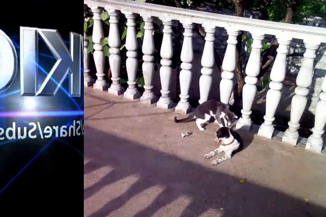 Pas i Macka najbolji prijatelji :)