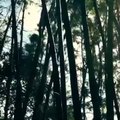 Bamboo soundscape - Morikami Japanese Gardenssdfsdf2342
