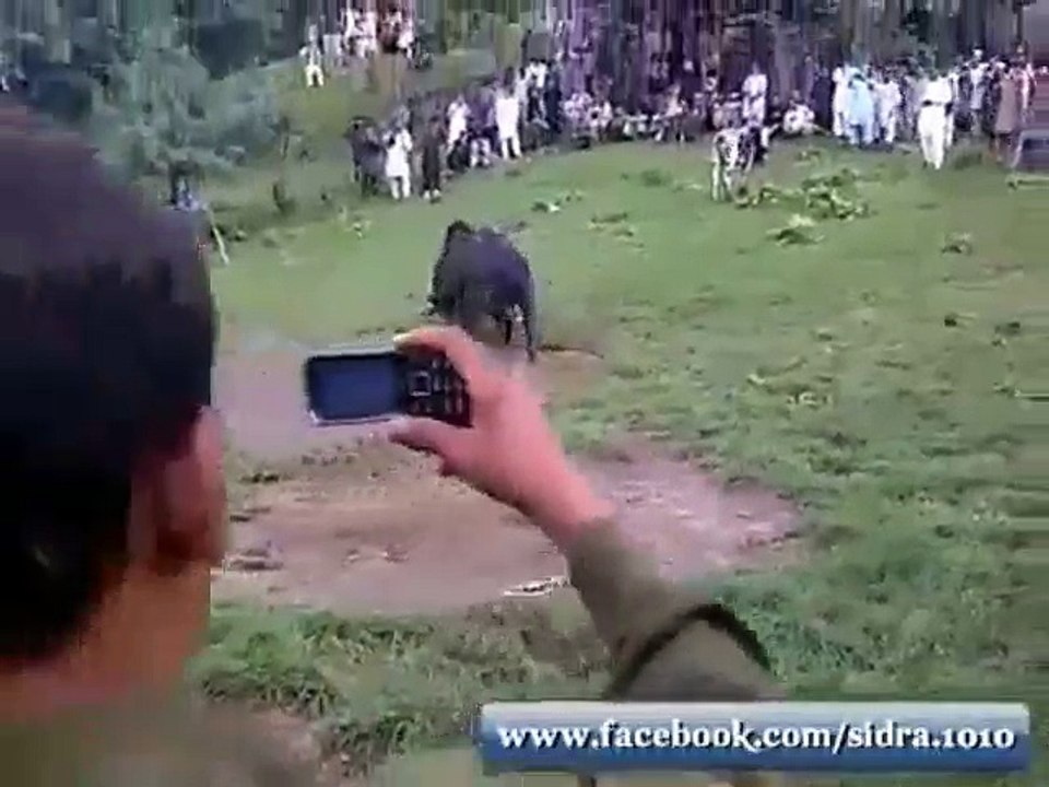 bull game in Pakistan