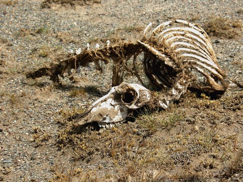 5 New Dinosaur Discoveries that Reveal What They Looked Like in Real Life