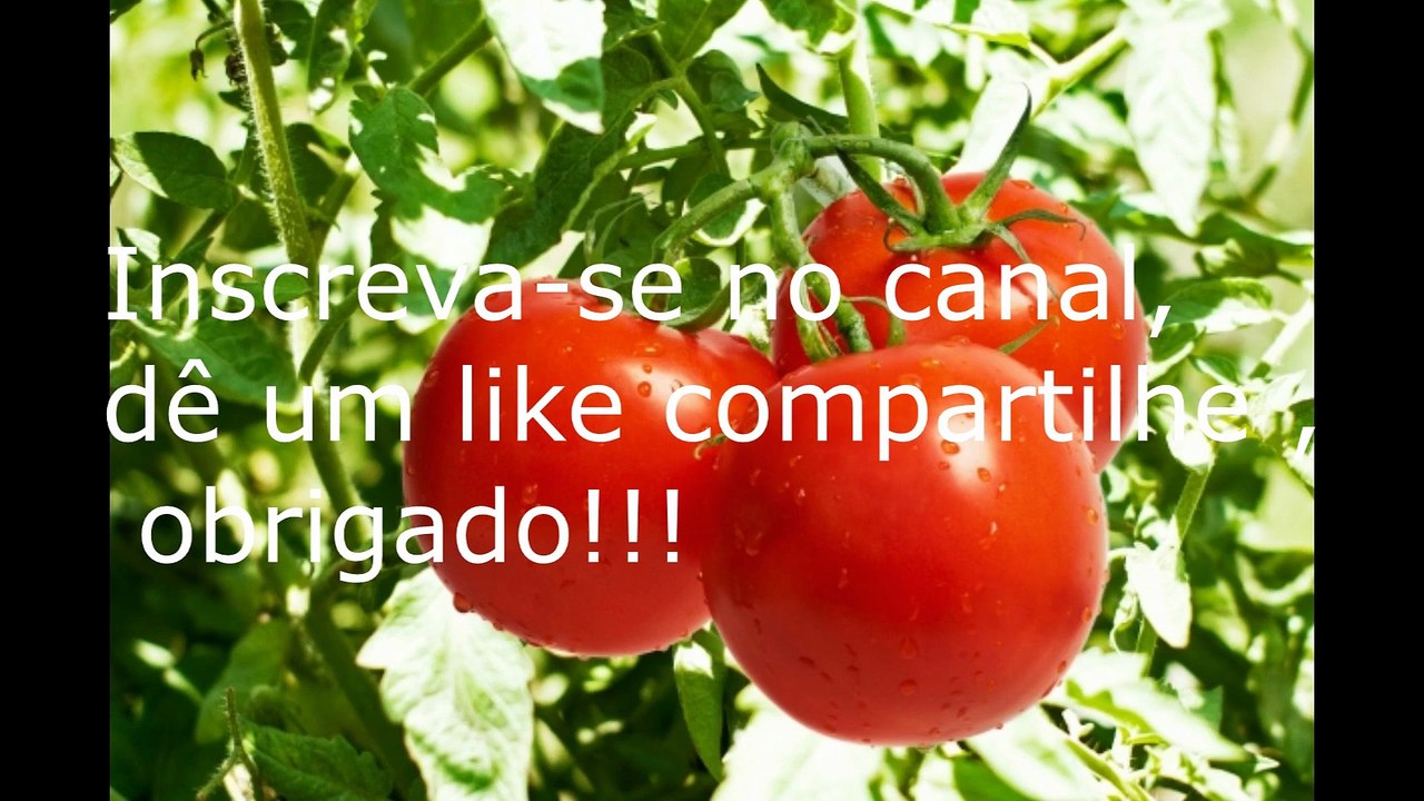 colheita da couve e taioba
