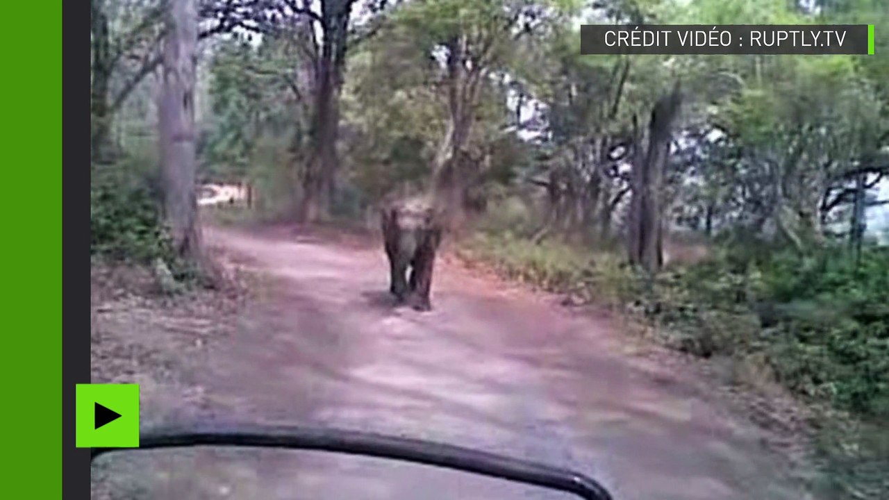 Course-poursuite haletante : un éléphant talonne les touristes dans un parc national indien