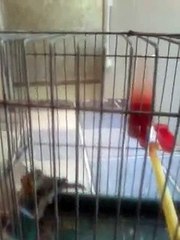 تربية الهجين (الميلي) من فرخ حتى البلوغ