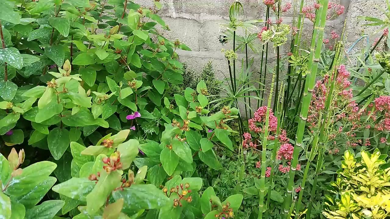 petite promenade dans le jardin