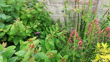 petite promenade dans le jardin